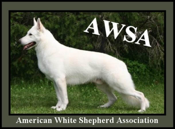 berger blanc suisse vs german shepherd