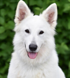 female white swiss shepherd named foxy 