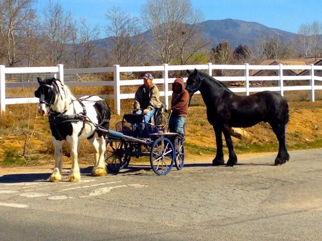 clydesdale horse carriage in agua dulce, ca