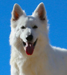 female white swiss shepherd named Kaia 