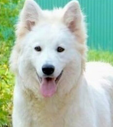 female white swiss shepherd named Misha 