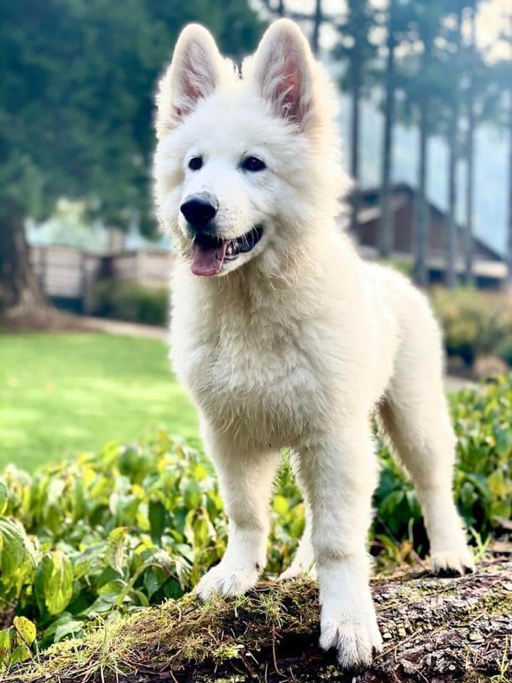 Berger Blanc Suisse Puppy on a Log