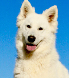 female white swiss shepherd named shiver