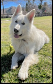 White Swiss Shepherd laying down outside