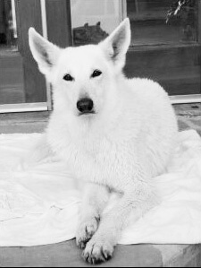 White Swiss Shepherd named Shewa