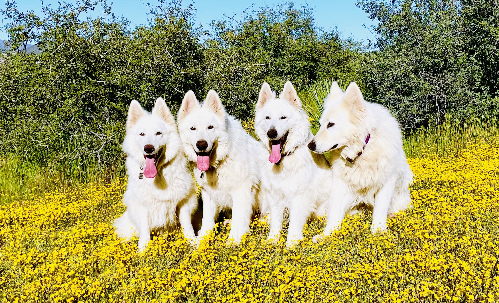 four white swiss shepherd dogs laying down on flowers 