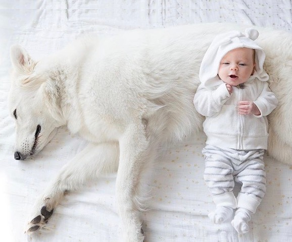 baby laying on white swiss shepherd dog