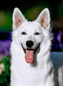 female white swiss shepherd named Kaia 